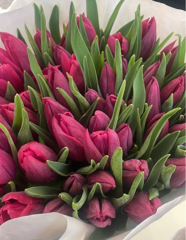 Банч 50 тюльпанов бордовых