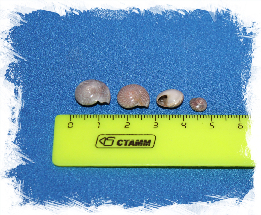 Умбониум Вестериум полированный, 1-1,5см, 100гр, 150шт