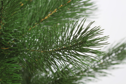 Сосна Царь елка Триумфальная 180 см ТМ-180