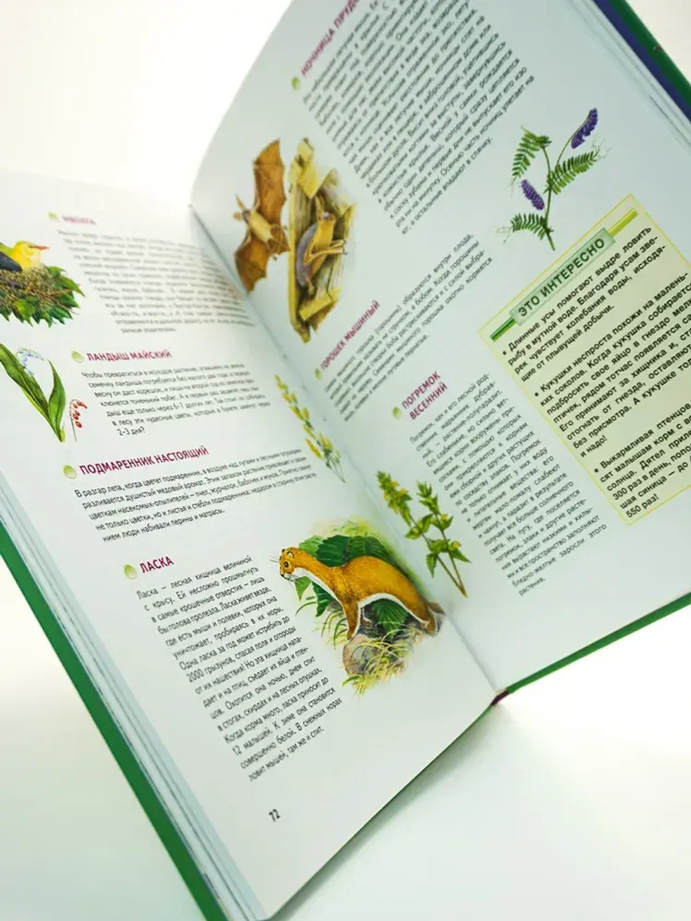 Природа России. Иллюстрированная энциклопедия