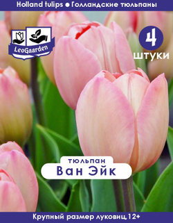 Тюльпан Луковица, Ван Эйк 4 шт, разбор 12+