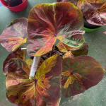 Каладиум SAENG CHAN – MOONLIGHT