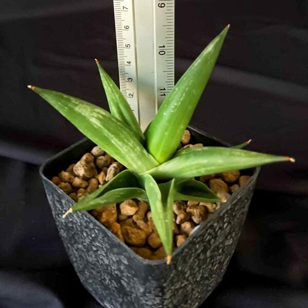 Сансевиерия BONCEL SHADOW