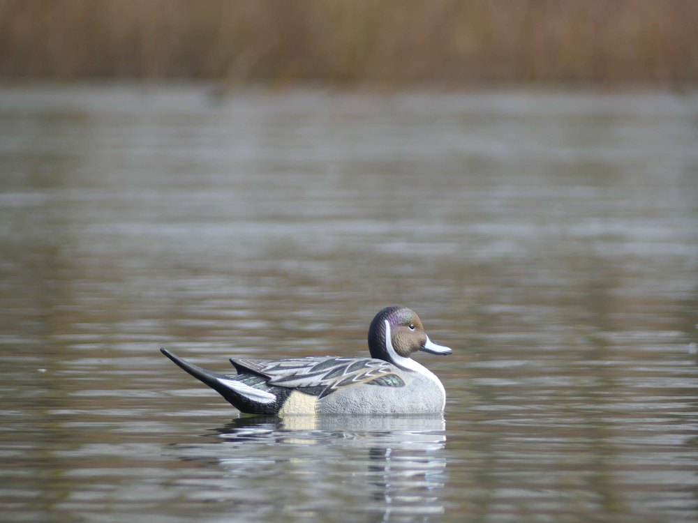 Шилохвость селезень "FA LIVE PINTAIL FLOATERS" (6 селезней)
