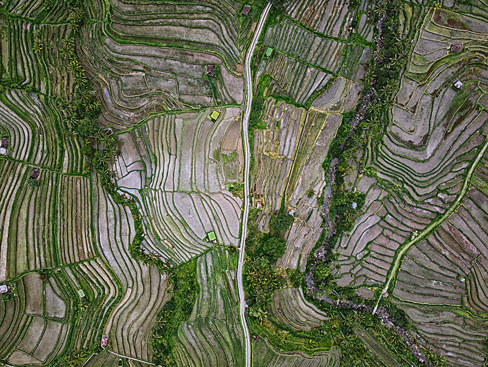 Дизайнерские обои Wall Street Bird see