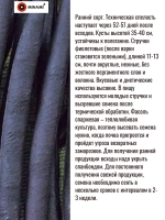 Фасоль кустовая пурпурная спаржевая