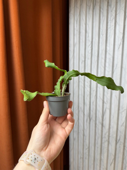 Эпифиллум Гватемальский, D6см Н15см, 1шт, Urban Jungle