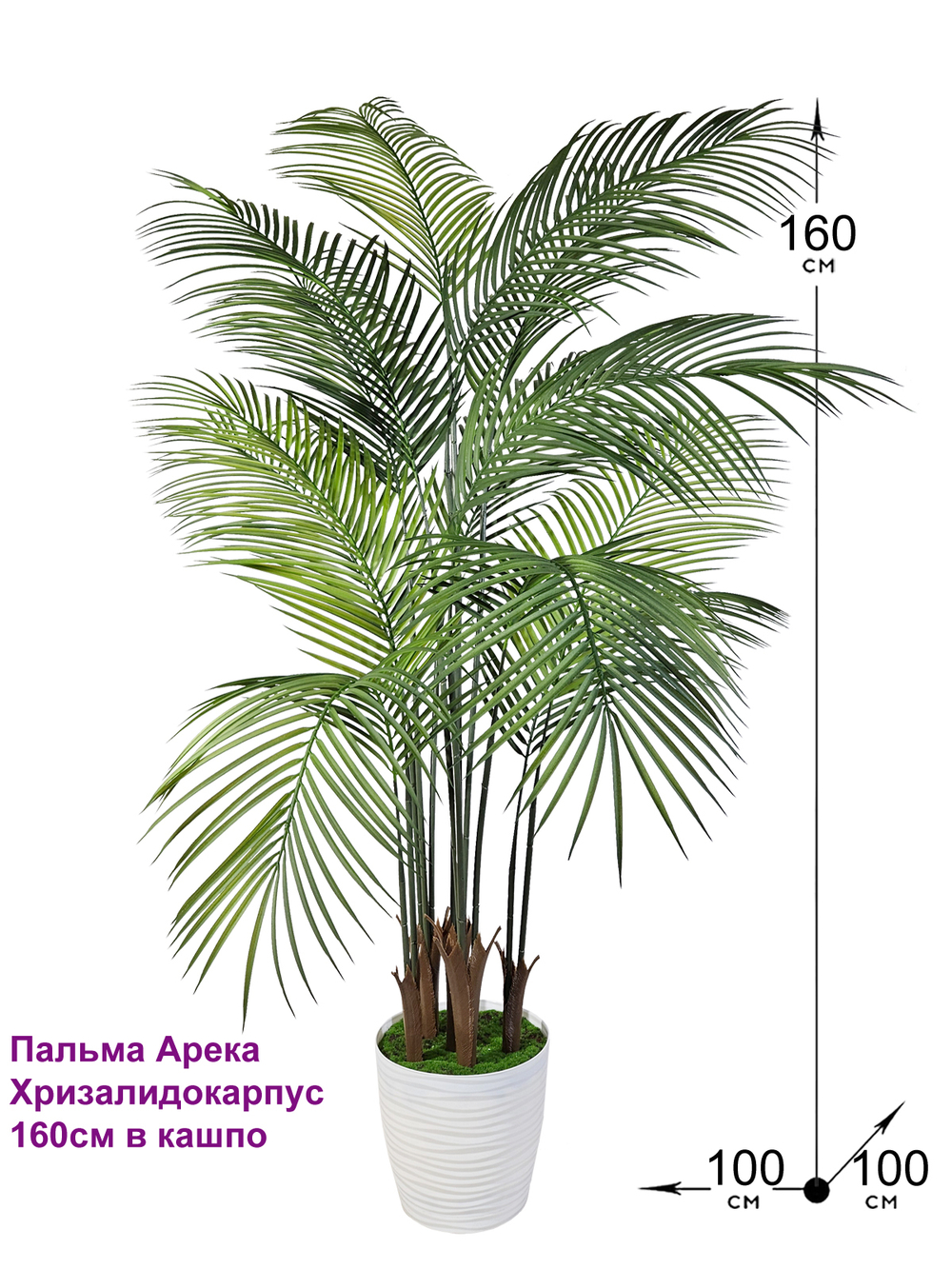 Пальма Арека Хризалидокарпус 160см в кашпо