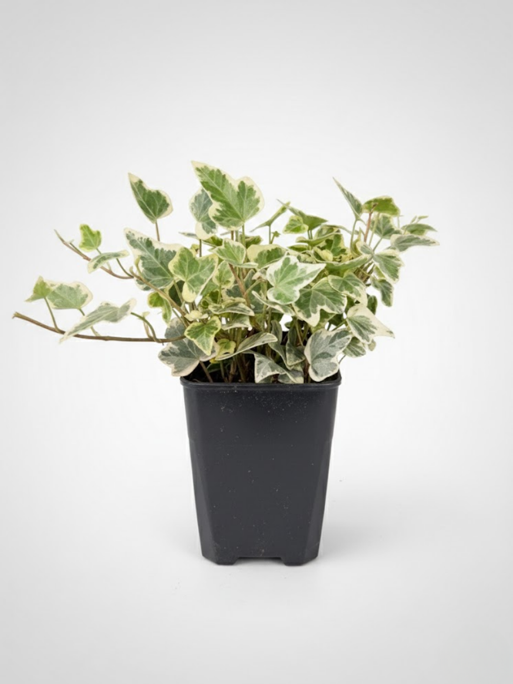 Хедера непальская д.9