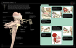 Анатомия человека 360°. Иллюстрированный атлас. Джейми Роубак