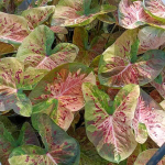 Каладиум MUEANG NAKHON CHUM