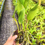 Орхидея CATTLEYA BROWNIAE HYBRID