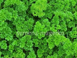 Петрушка Кучерявец 10 (грамм)