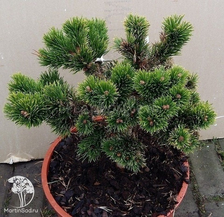 Сосна горная Jacobsen (Якобсен) 10 см