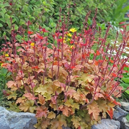 Гейхера Мармелад С2