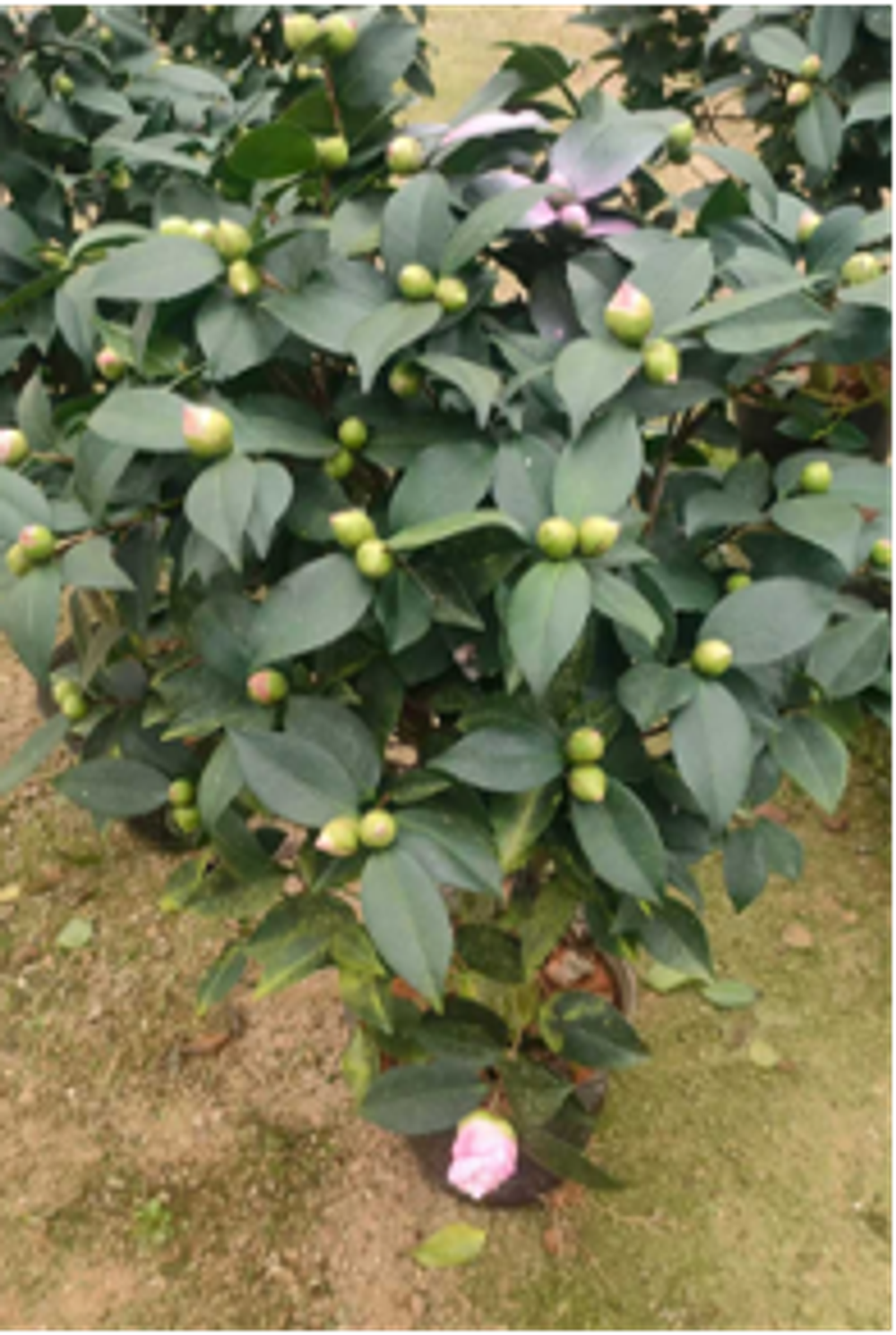 Камелия розовая д. 35