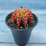 Gymnocalycium Variegata (Гимнокалициум Вариегатный)