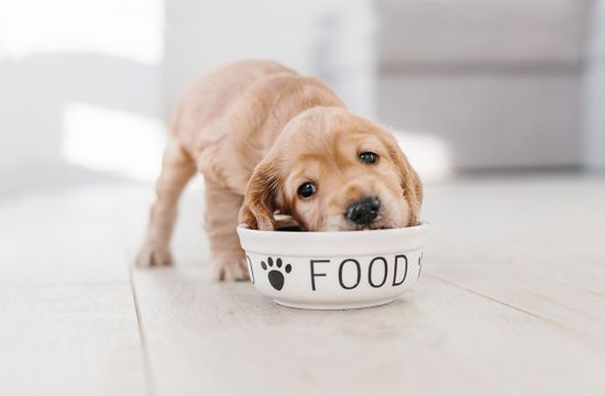 Как правильно кормить щенка