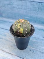 Astrophytum Asterias variagate (Астрофитум)