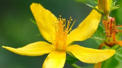 Зверобой продырявленный