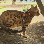 Шлейка+поводок SKULL 2.0 Zee.Cat