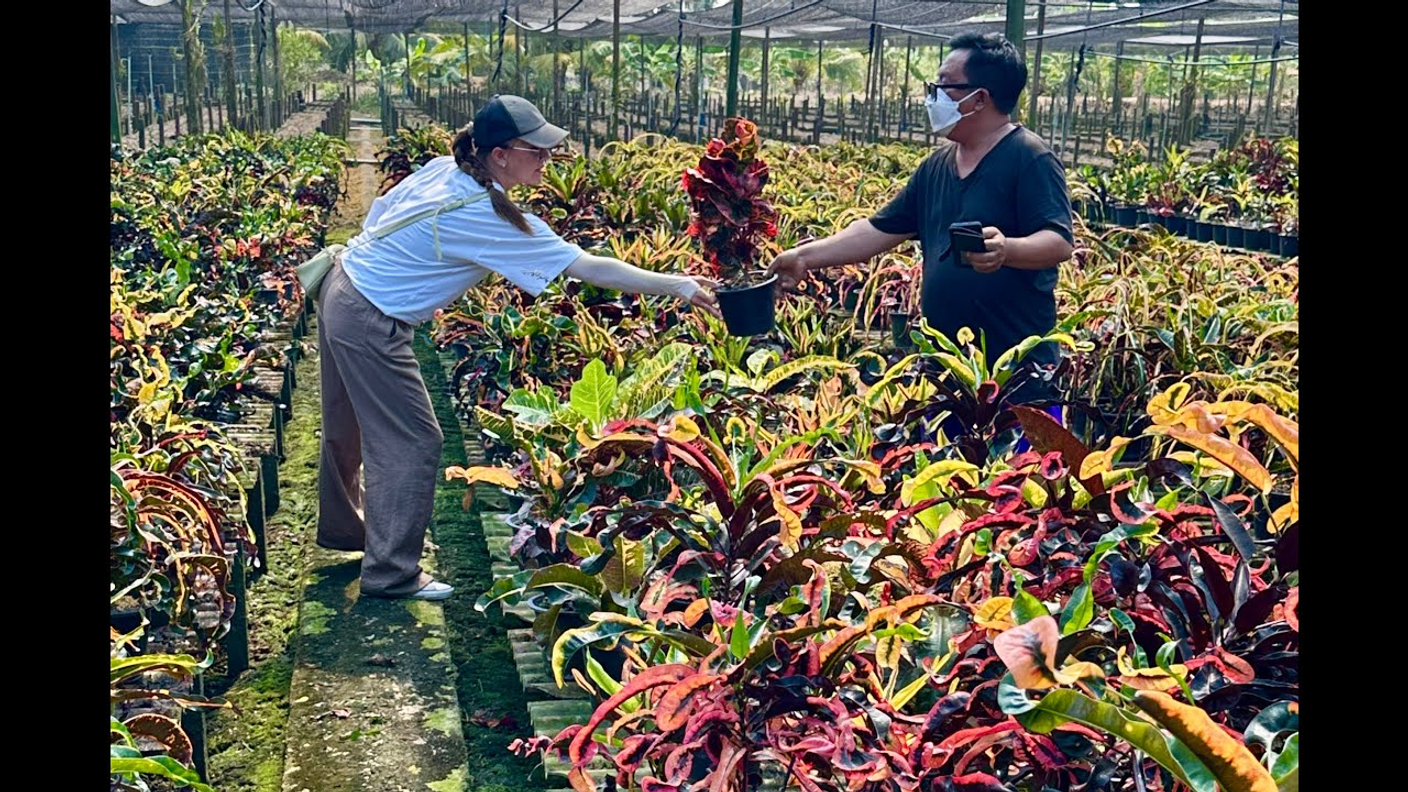 30 старых и новых сортов кротонов на ферме. Январь 2026