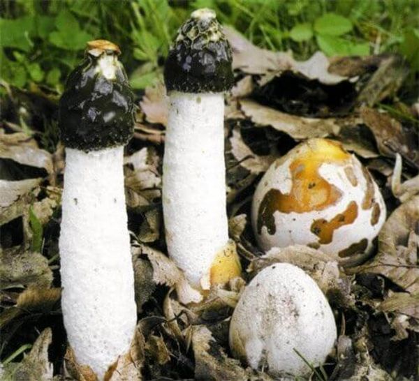 Целебные свойства гриба Веселка