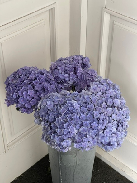 Гортензия в фиолетовом оттенке