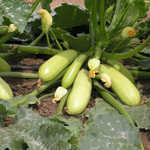 Искандер F1 семена кабачка (Seminis / Семинис)