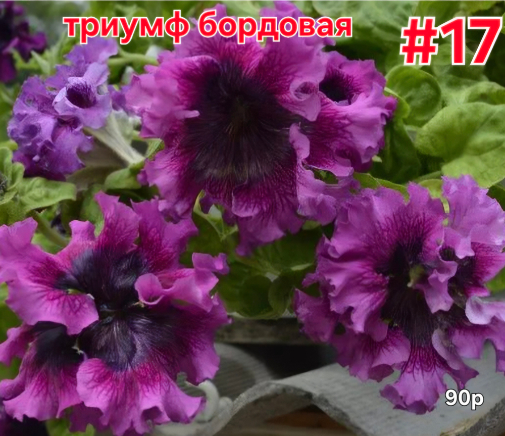 РАССАДА ПЕТУНИИ ТРИУМФ БОРДОВАЯ № 17