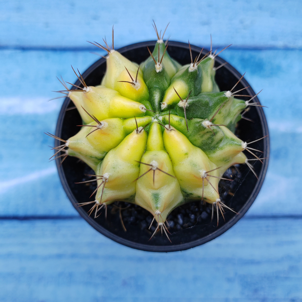 Gymnocalycium Variegata (Гимнокалициум Вариегатный)