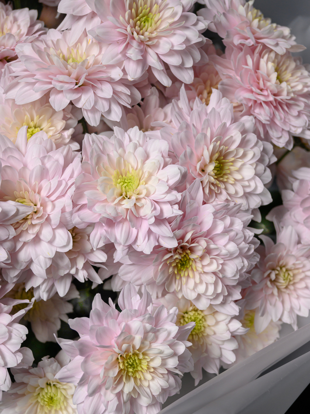 Моно букет из 11 цветных хризантем