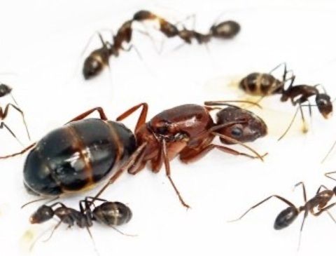 Mravenci Camponotus turkestanicus