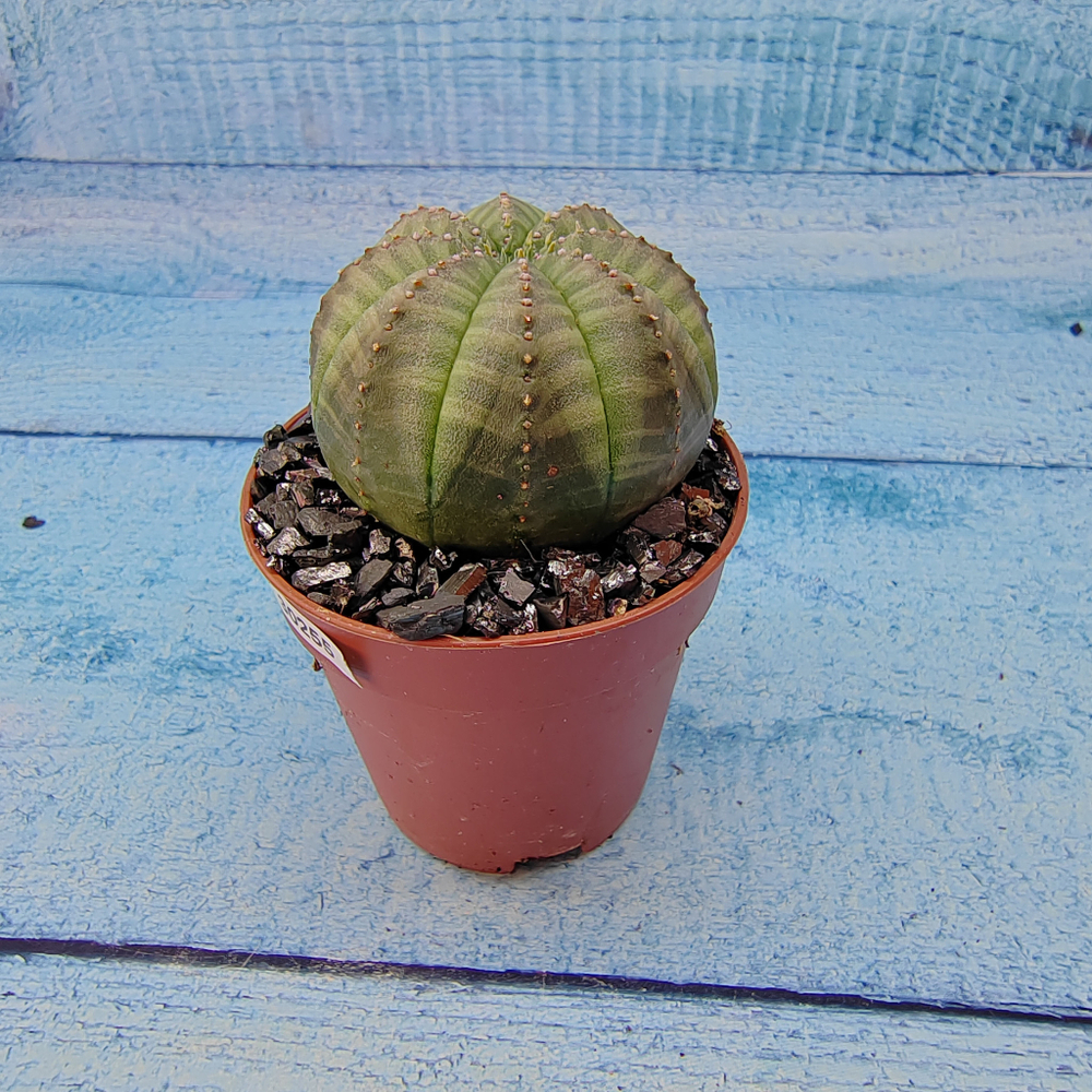 Euphoria Obesa (Эуфорбия)