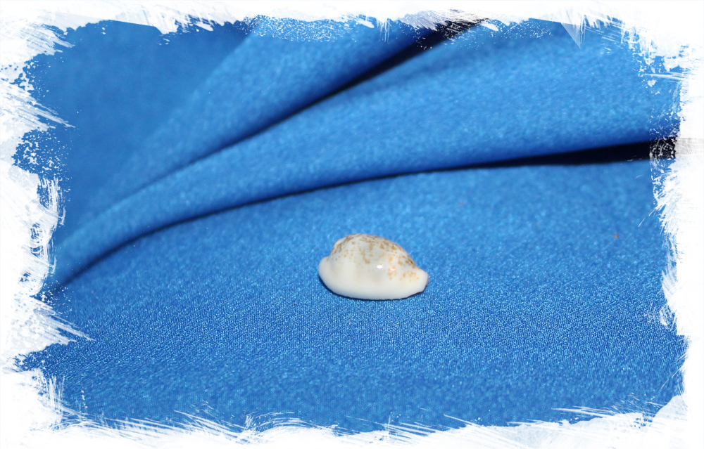 Ракушка Ципрея дайритиана, Eclogavena dayritiana, Cypraea dayritiana