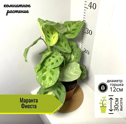 Маранта Фиеста, D12см H30см, 1шт, Нидерланды