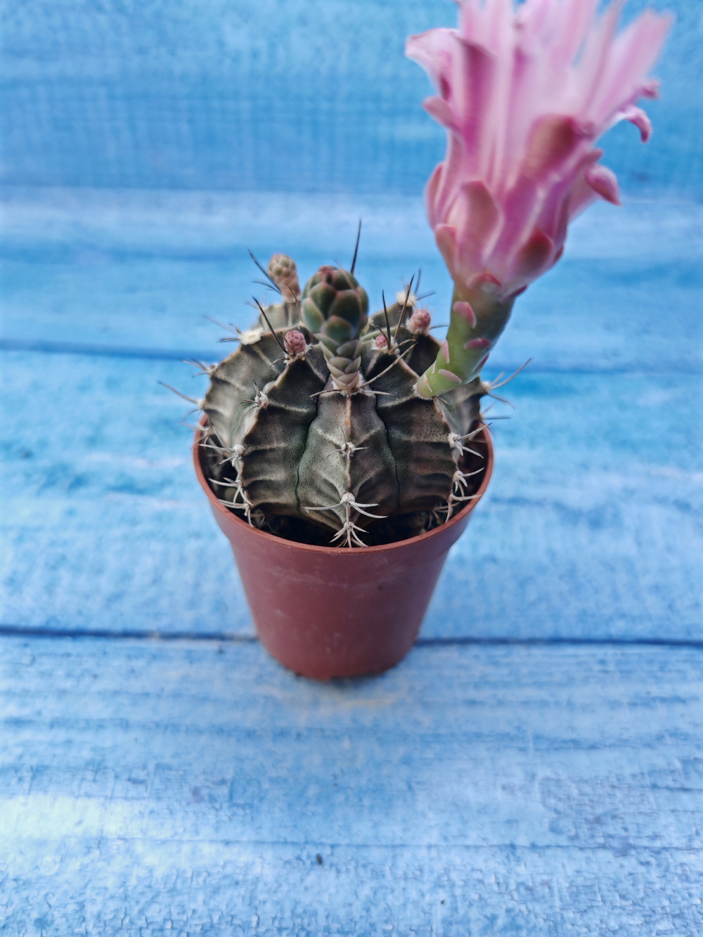 Gymnocalycium Friedrichii (Гимнокалициум)