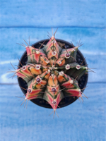 Gymnocalycium Variegata (Гимнокалициум Вариегатный)