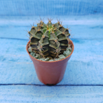 Gymnocalycium Friedrichii (Гимнокалициум)