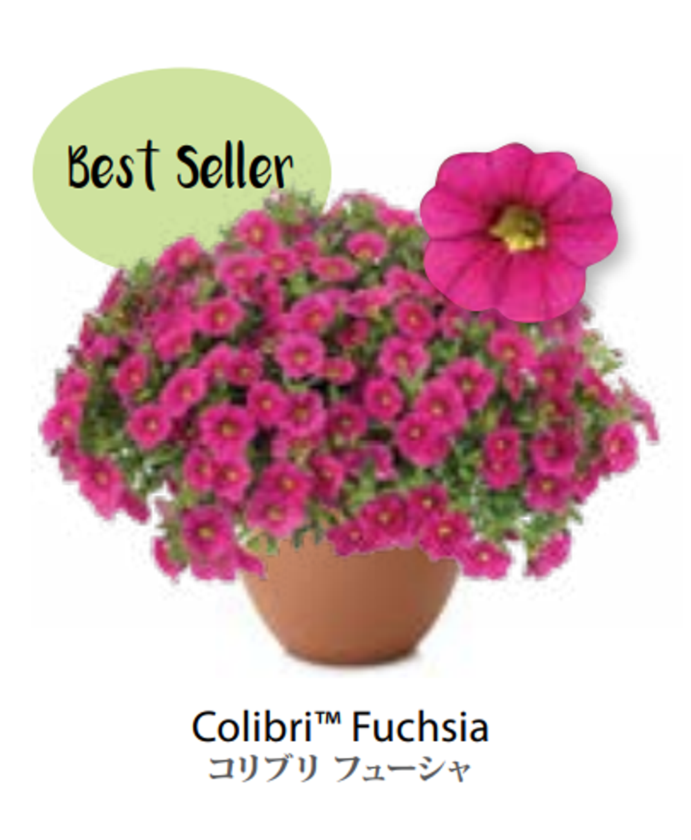 ЕВРО Calibrachoa Colibri Fuchsia укорененный черенок середина декабря 25