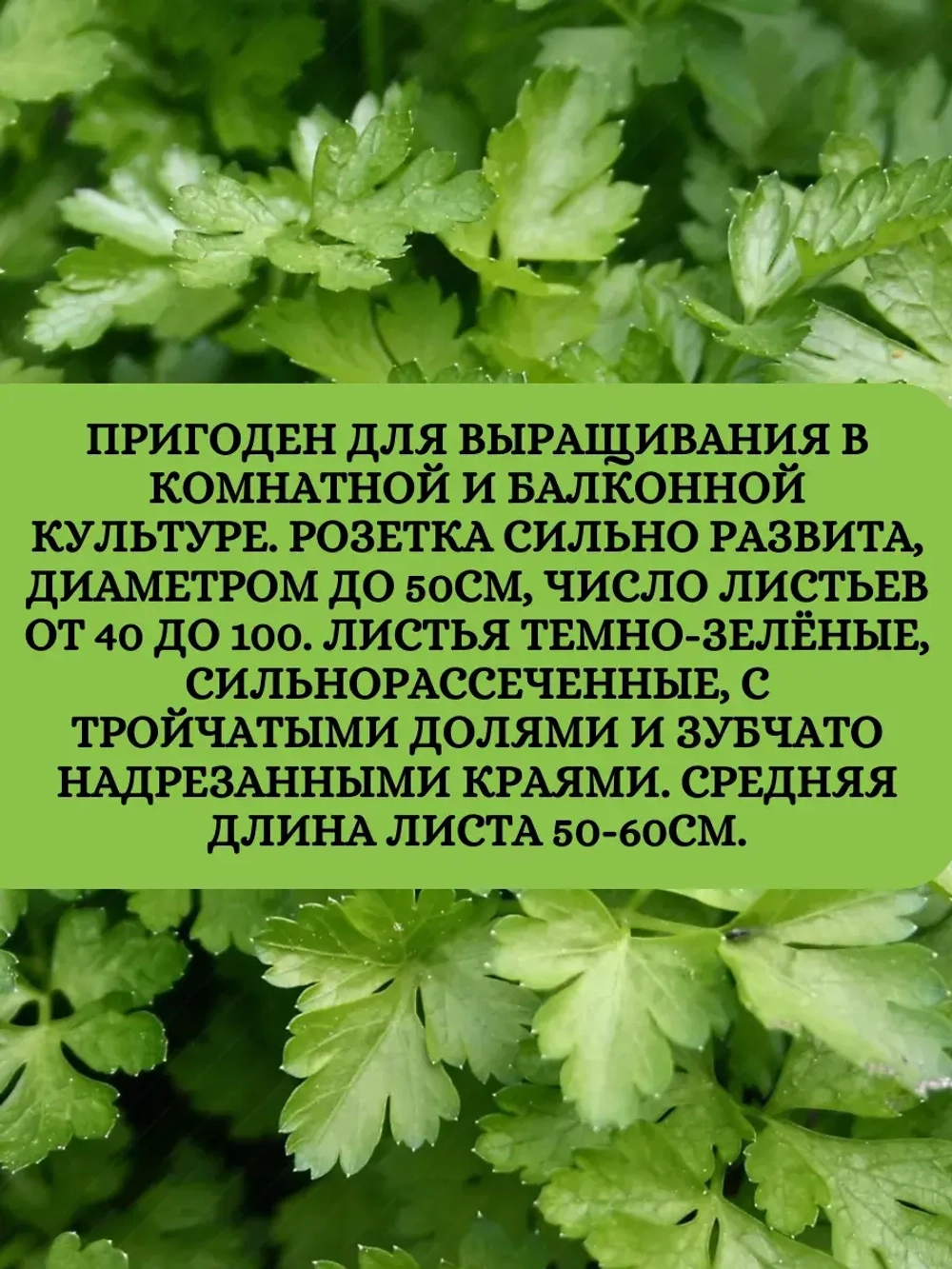 Семена Петрушка Обыкновенная листовая (50 гр)