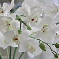 Каттер для центра орхидеи Фаленопсис