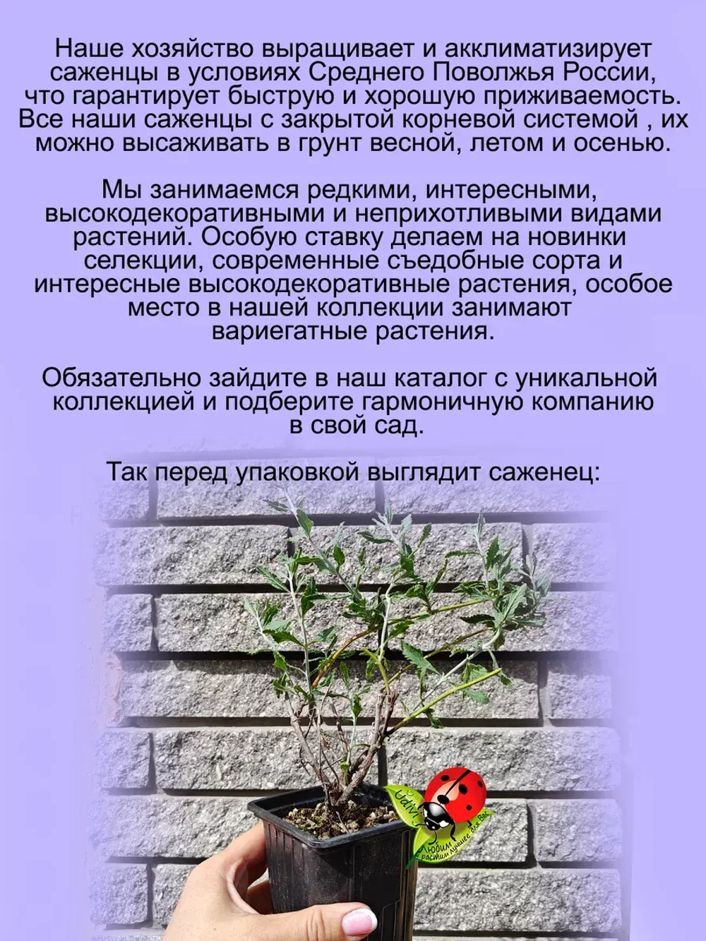 Перовския лебединолистная Маленький шпиль многолетник