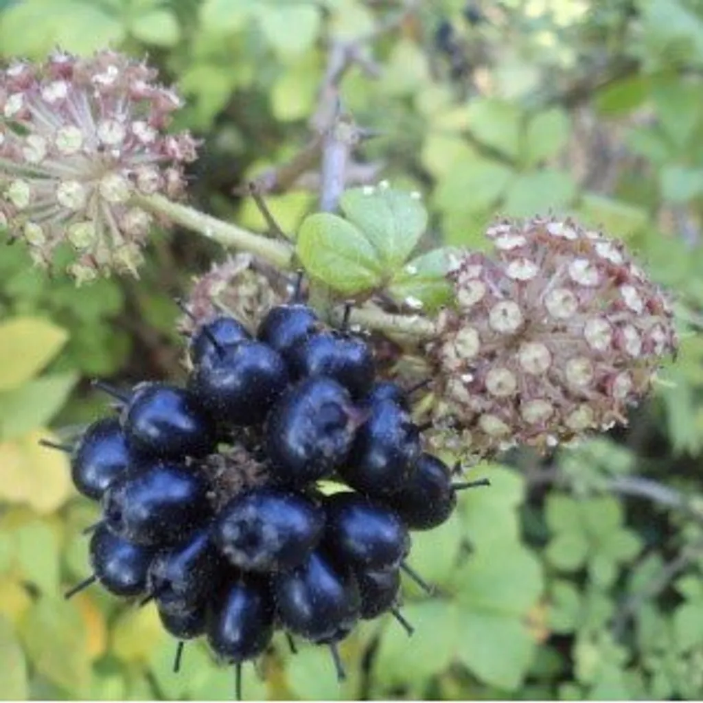 Элеутерококк