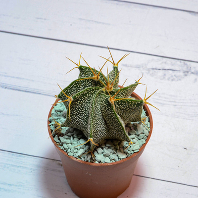 astrophytum ornatum