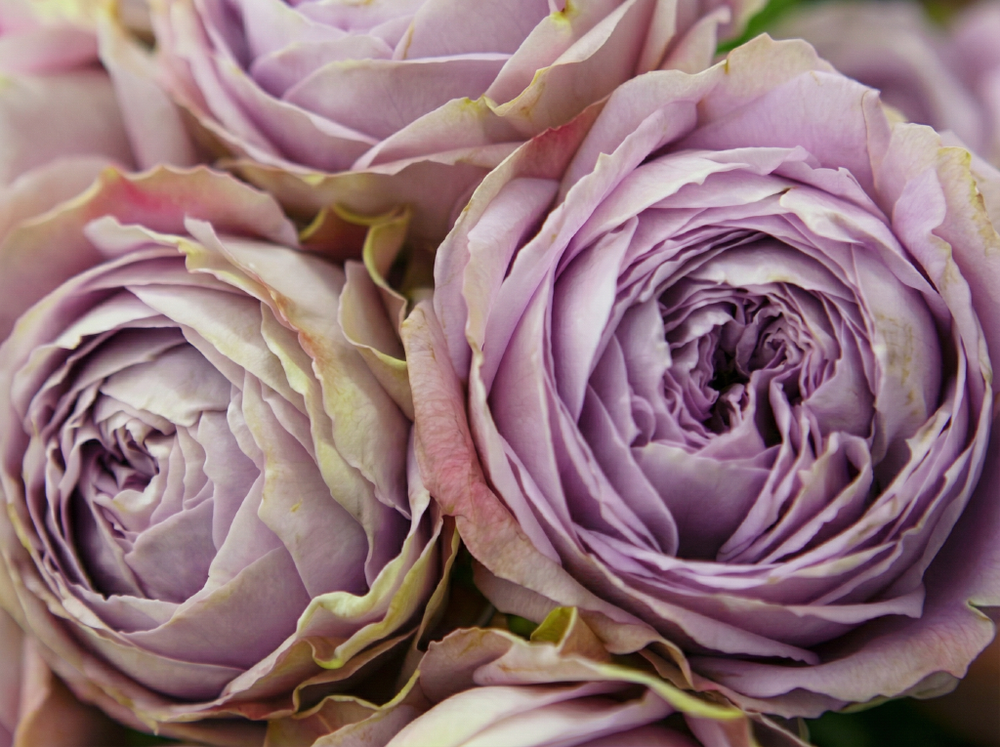 Роза «Сильвер Лейс» (Silver Lace) спрей