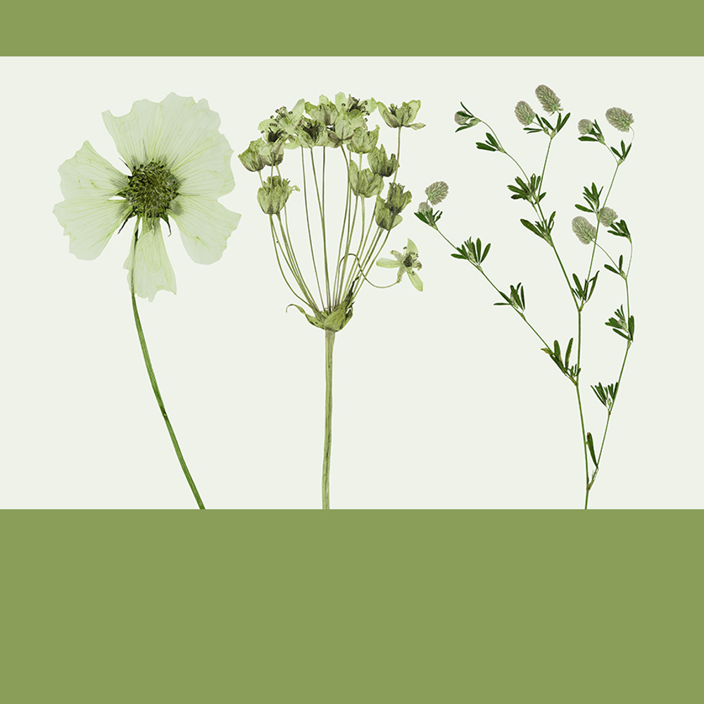 Коллекция GREENDAY