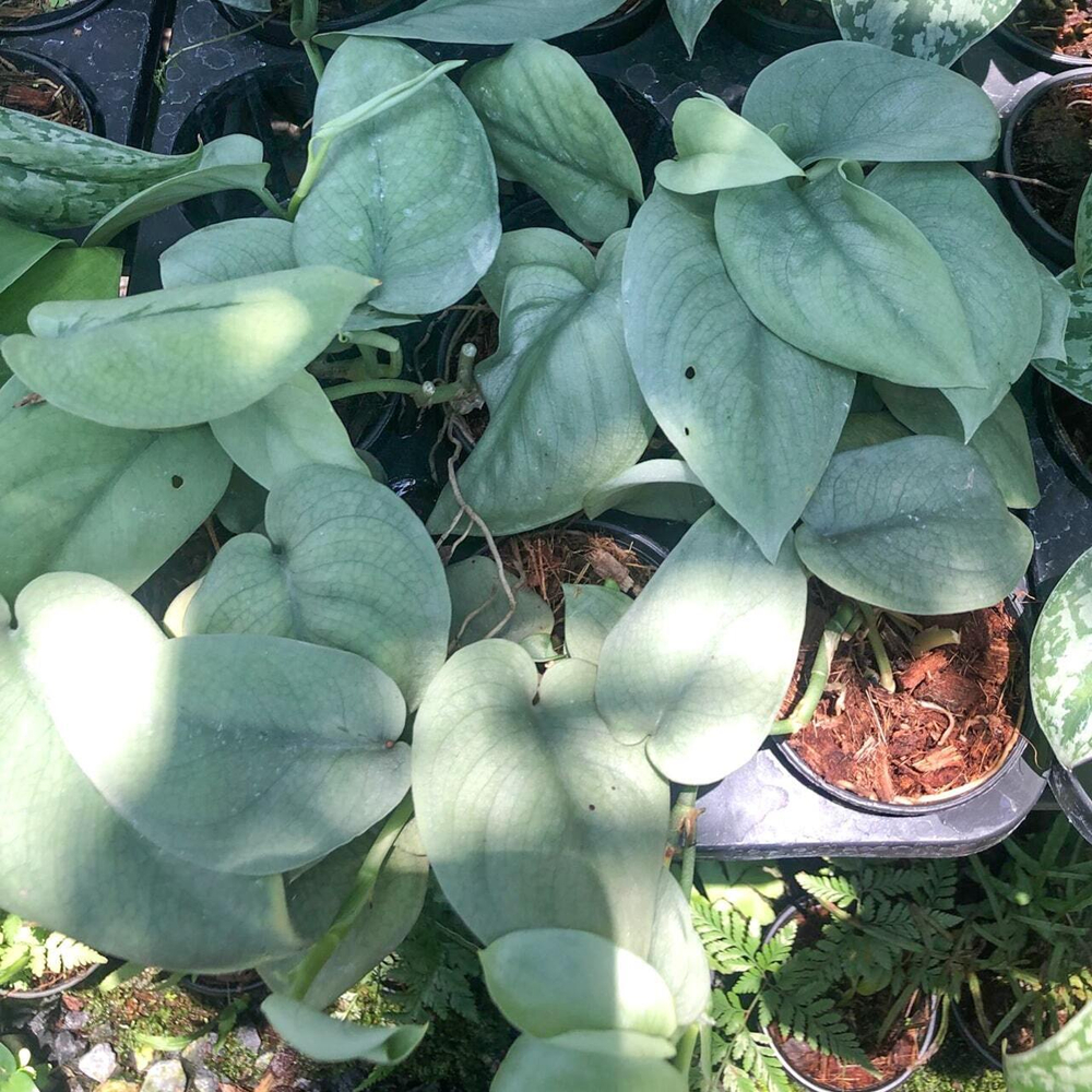 Сциндапсус PLATINUM