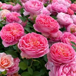 Боскобель (Boscobel)