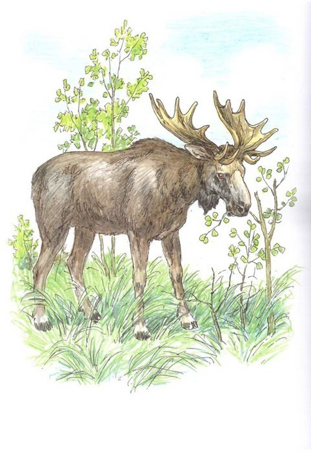 Альбом для раскрашивания полноцветный. Раскраски